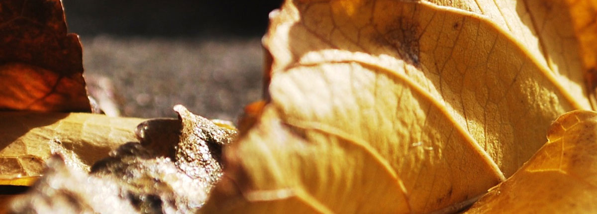 Furosemide (Lasix) is intended for the treatment of higher blood tension and might have to be taken for the remainder of your life to manage this condition.